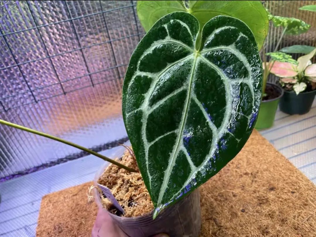 适合家中养的绿植大盆栽耐干旱,最好养的客厅绿植大盆栽