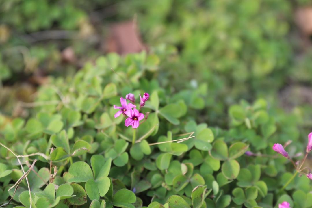 鐩哥害鍐滃ぇ,鐩歌仛浜戠鐩哥害鍐滃ぇ