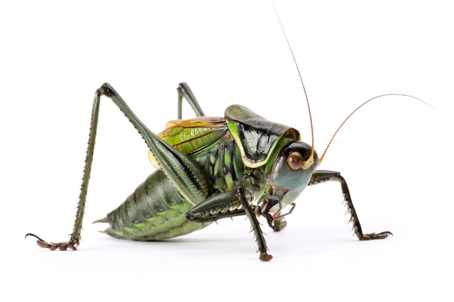 现在的养殖业什么最有发展前途,现在农村养殖业什么前景最好