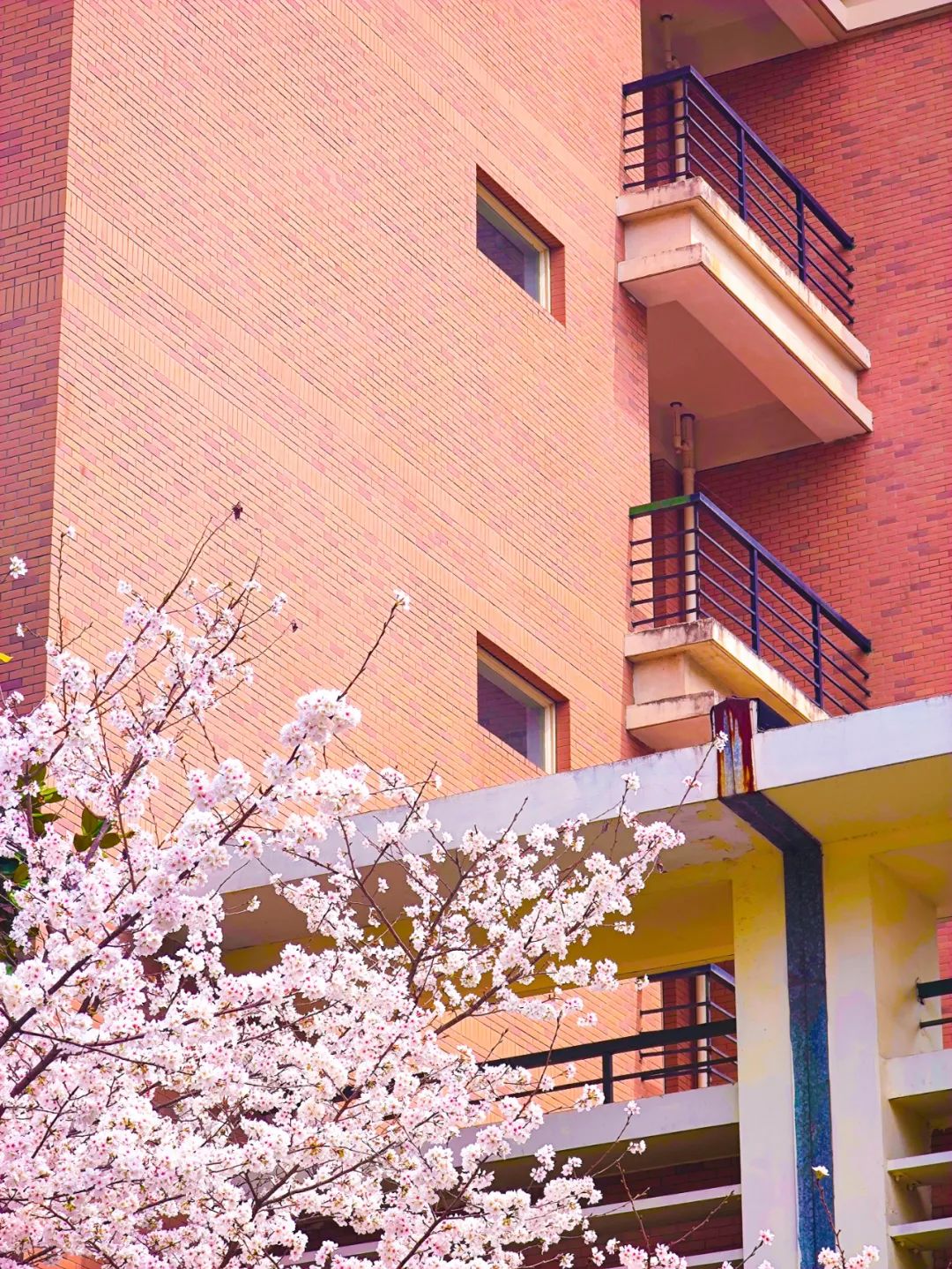 浙江大学中国最美校园,浙江大学玉泉校区校园