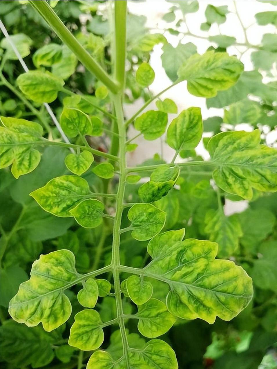 在核糖核酸的干扰下，病毒对转基因番茄植株有什么影响？