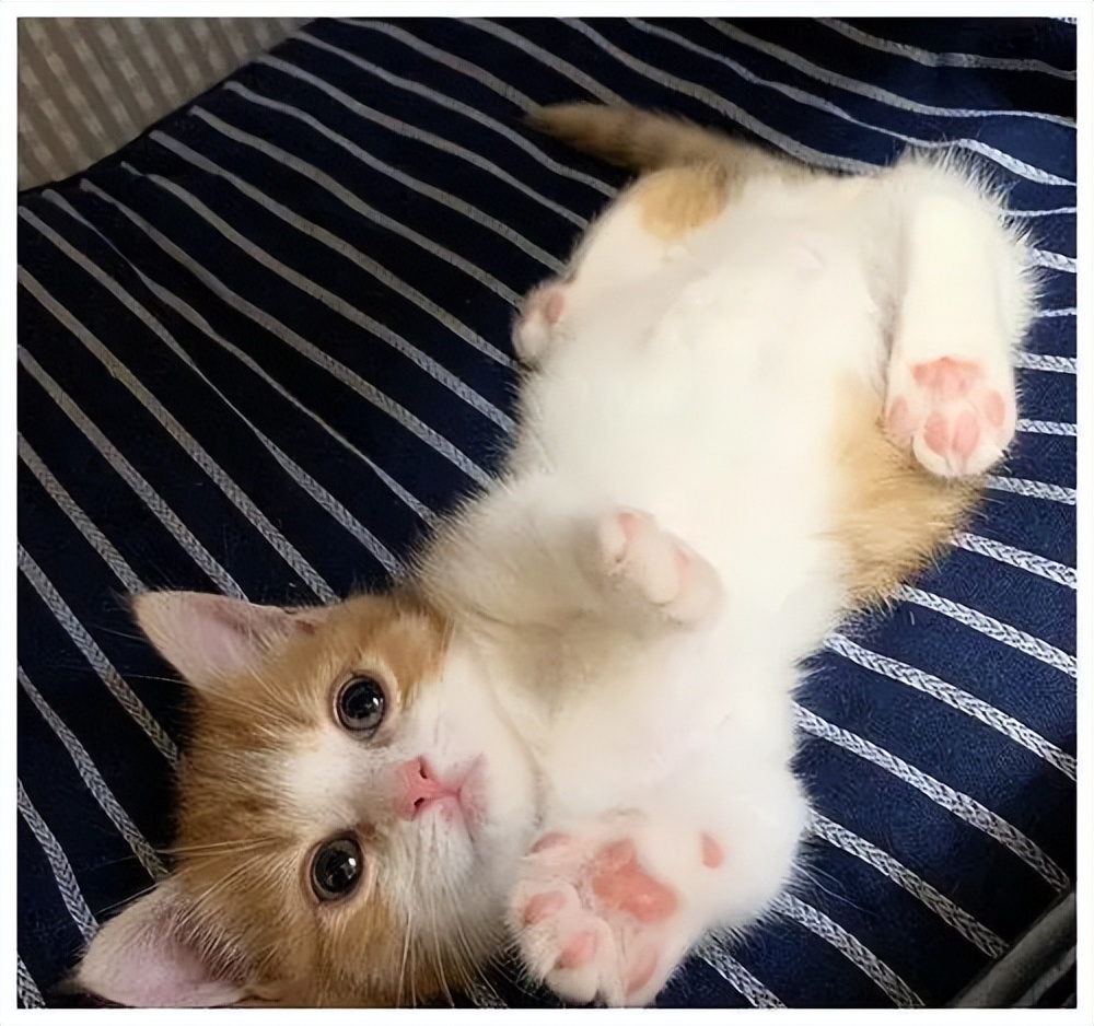 猫咪有肛门腺应该怎么治疗,猫咪有了尿垢怎么办