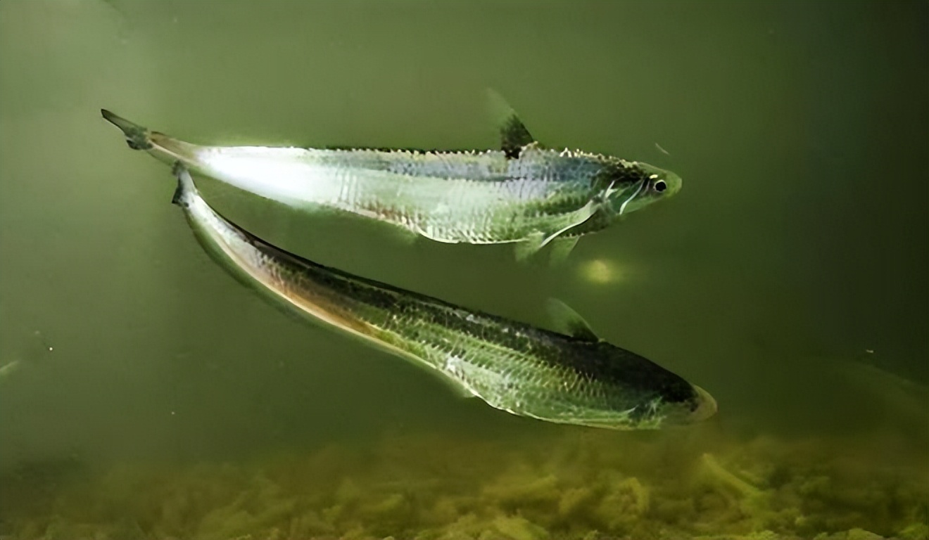 长江十年禁渔江豚动画,长江禁渔十年是为了江豚吗