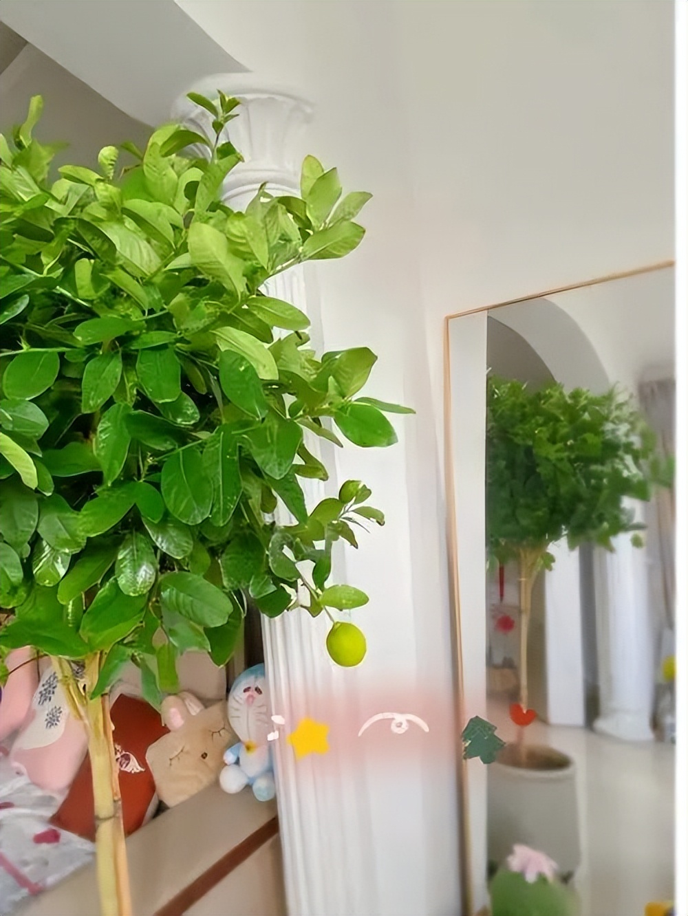 养花什么花是喜酸的,喜酸的花怎么养