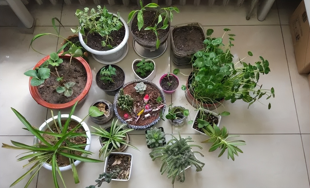 最旺家庭的6种花你家里有吗,家里有这6种花