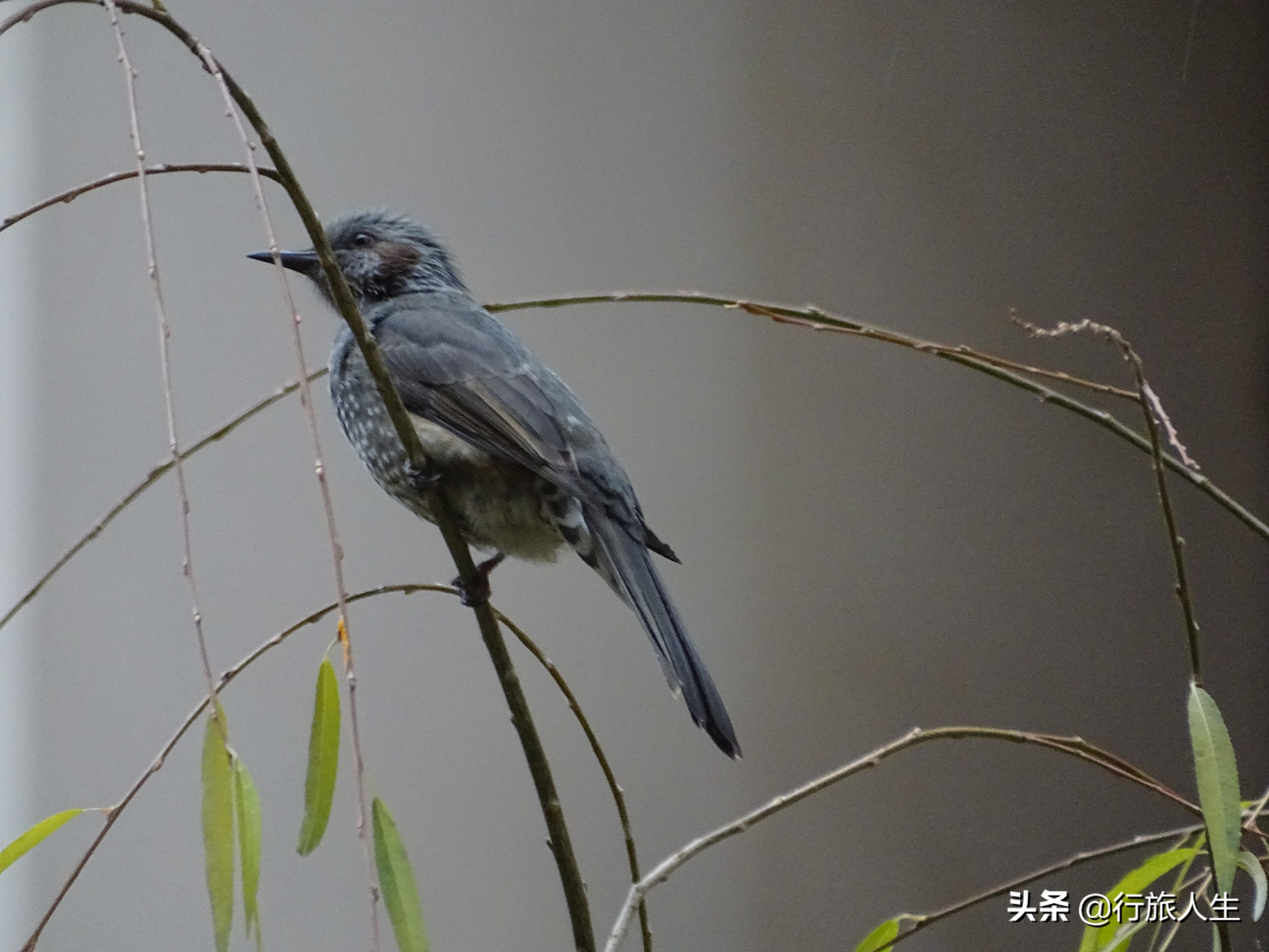 冬日的鸟儿文案,冬日鸟儿在树上图片