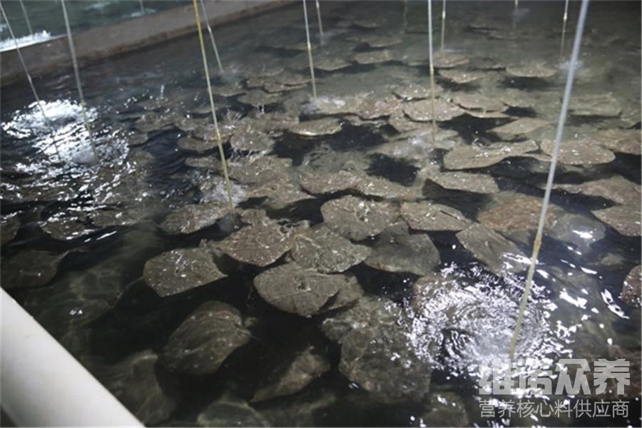 多宝鱼喂颗粒技巧,多宝鱼多大可以喂鲜饲料