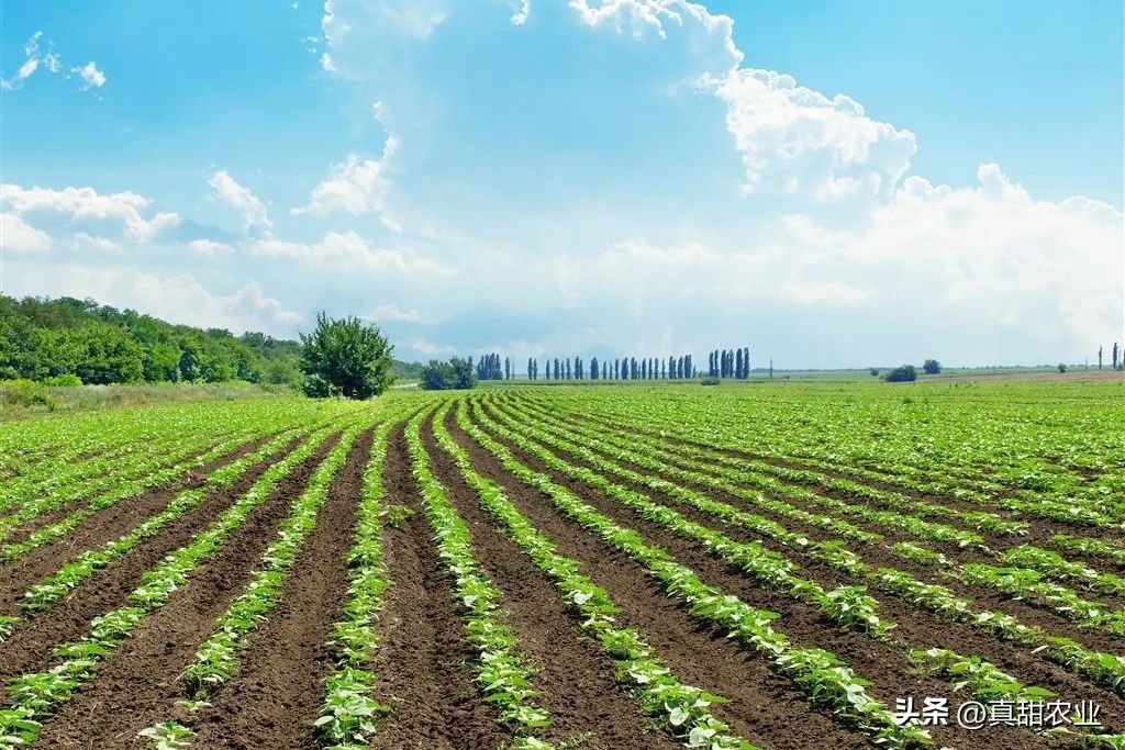 部分产区走货受阻,市场个别菜价表现无规律