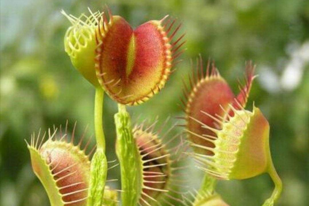 设置陷阱捕捉昆虫植物,设陷阱抓石斑鱼