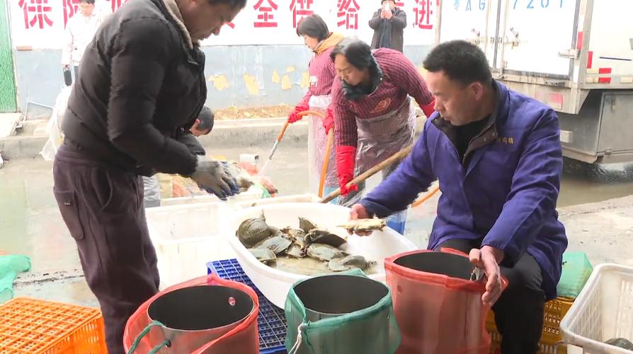 石家庄哪有甲鱼养殖基地,璧山区生态甲鱼养殖