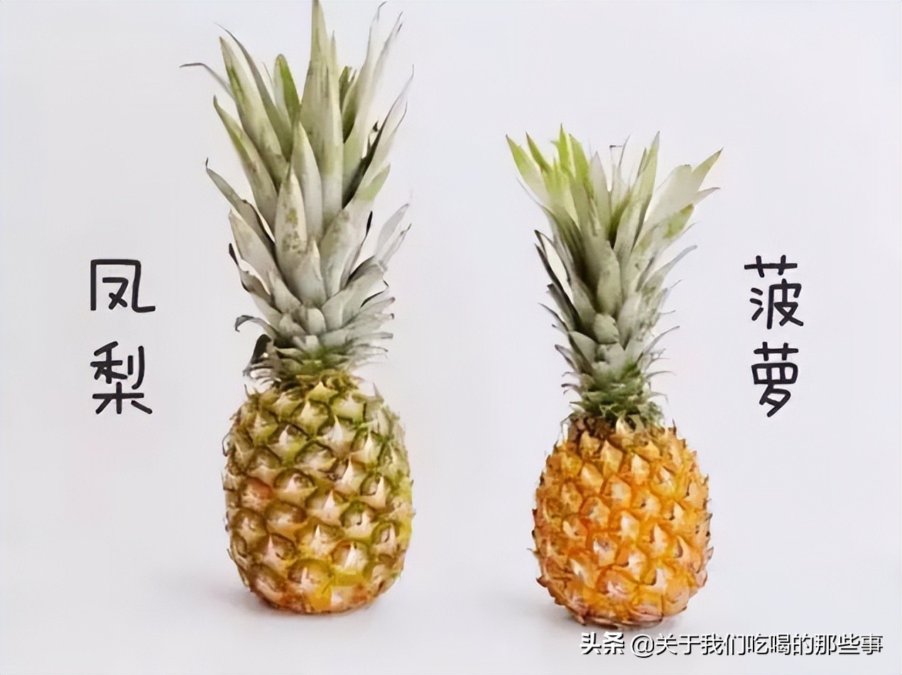 菠萝跟凤梨是不是一样的水果,菠萝和凤梨到底是同一种水果吗