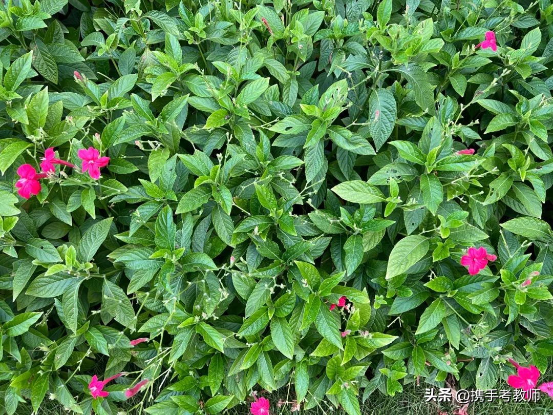 艳芦莉花期多长,艳芦莉花期