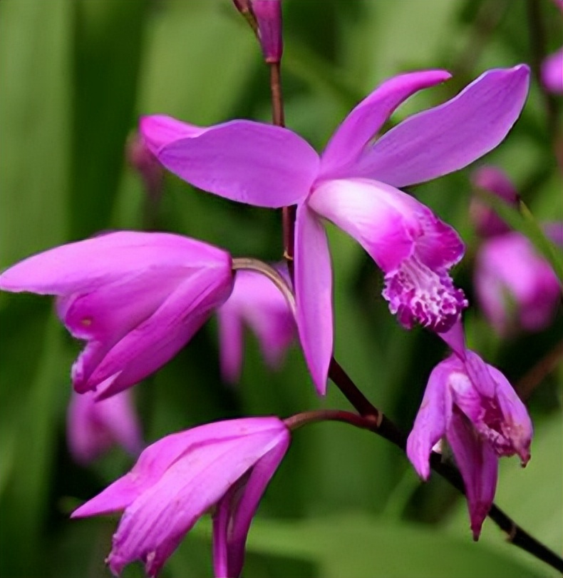 白芨种植初春注意事项,白芨生长环境及生长条件