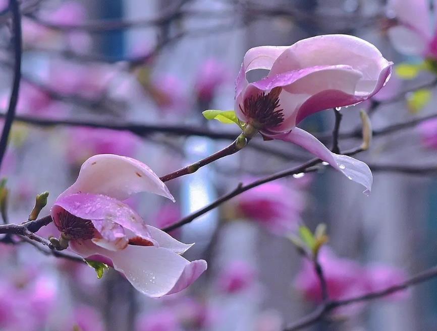 谷雨时间预示着什么,谷雨节气是晴好还是下雨好