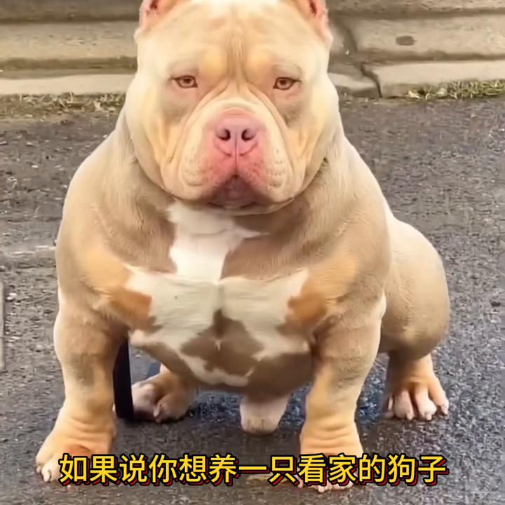 恶霸犬不会看门,大体恶霸犬适合看家吗