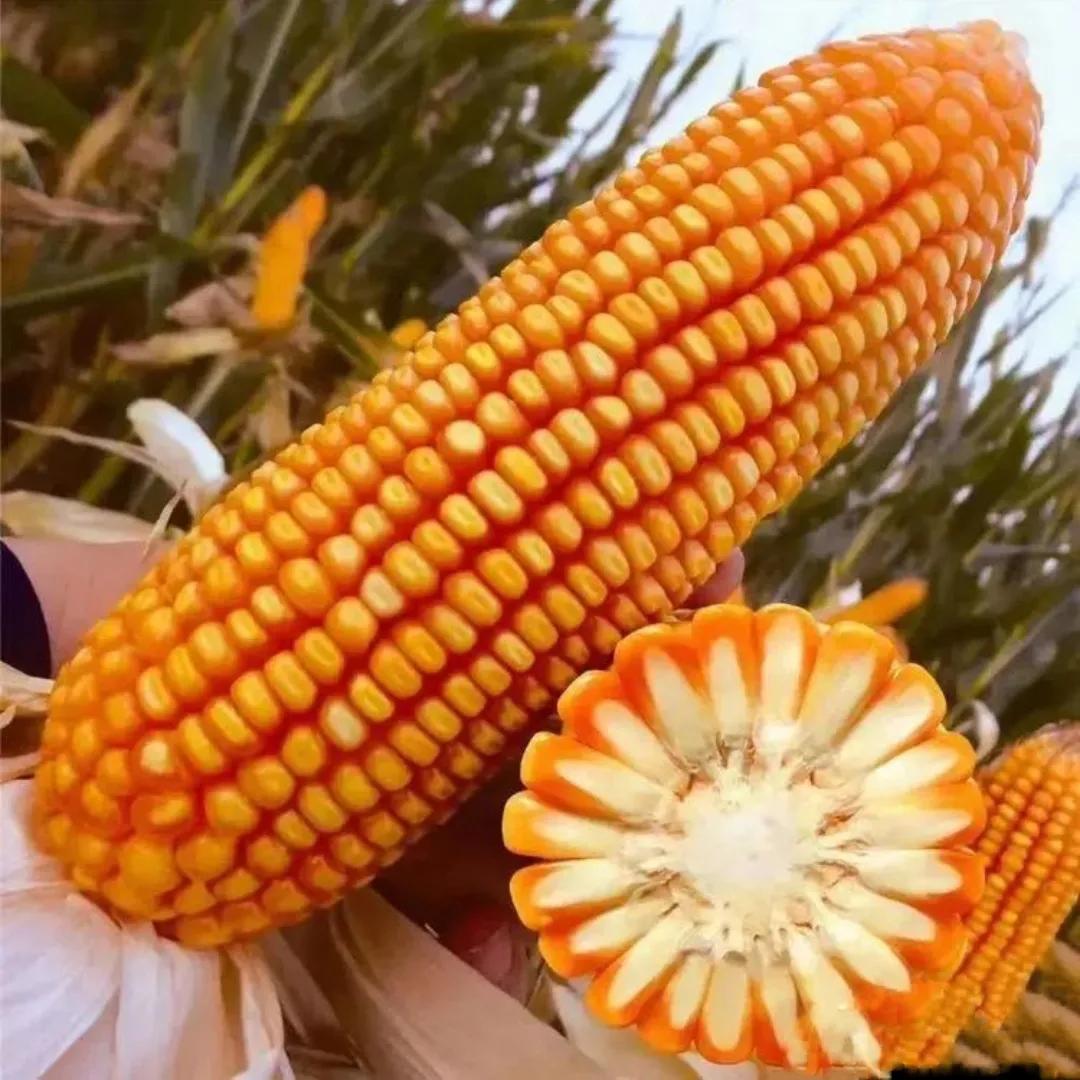 玉米新品种my797,2024年火爆高产玉米品种