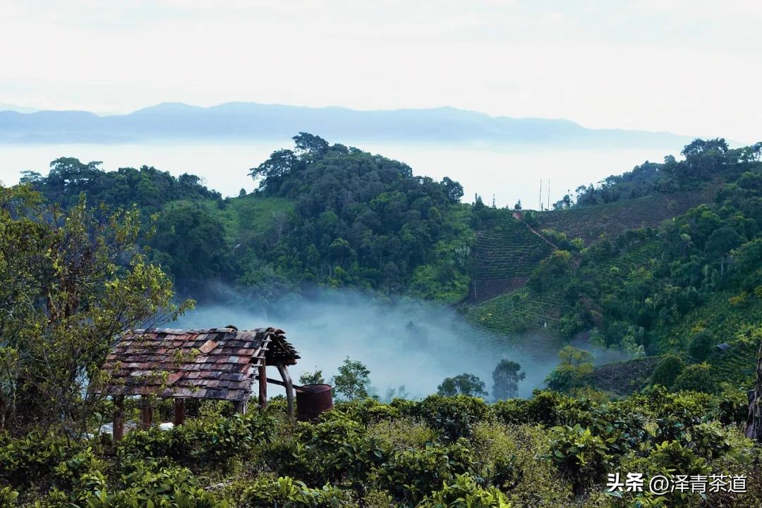 为什么茶树的南比北多,茶树生长的原因有哪些
