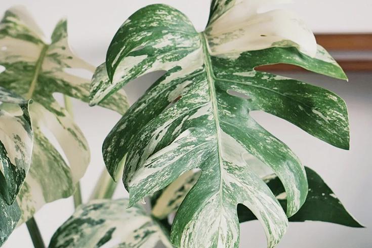 十大最旺家宅的盆栽花风水,好养且吉利的镇宅花