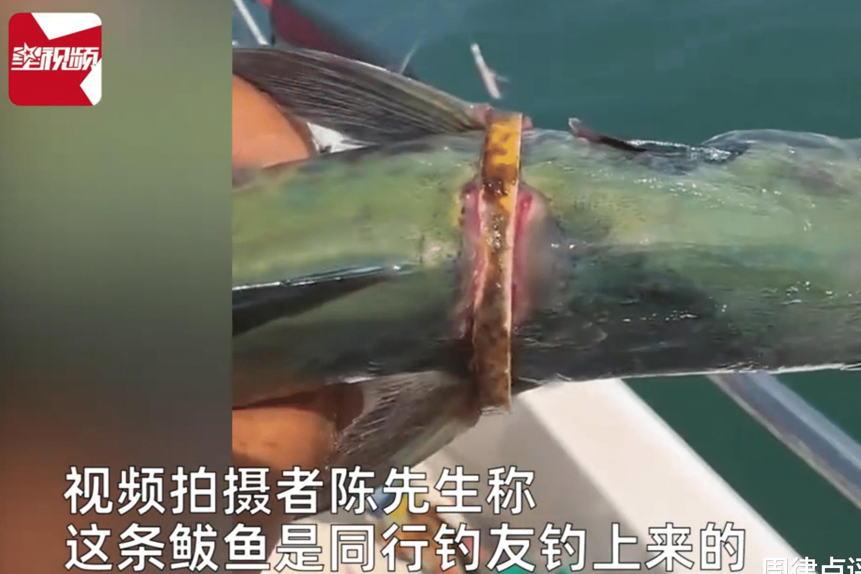海钓一只鲅鱼身上套了一个金手镯,男子钓鱼捡到黄金手镯
