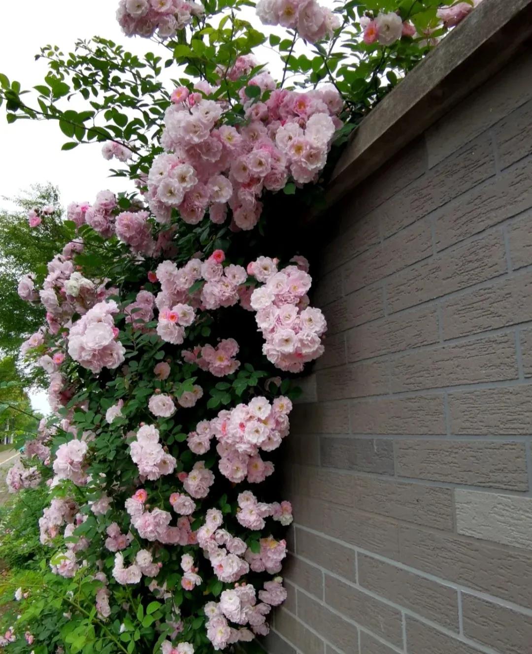 分享欲是最高的浪漫主义图片,分享欲是最高的浪漫主义长文