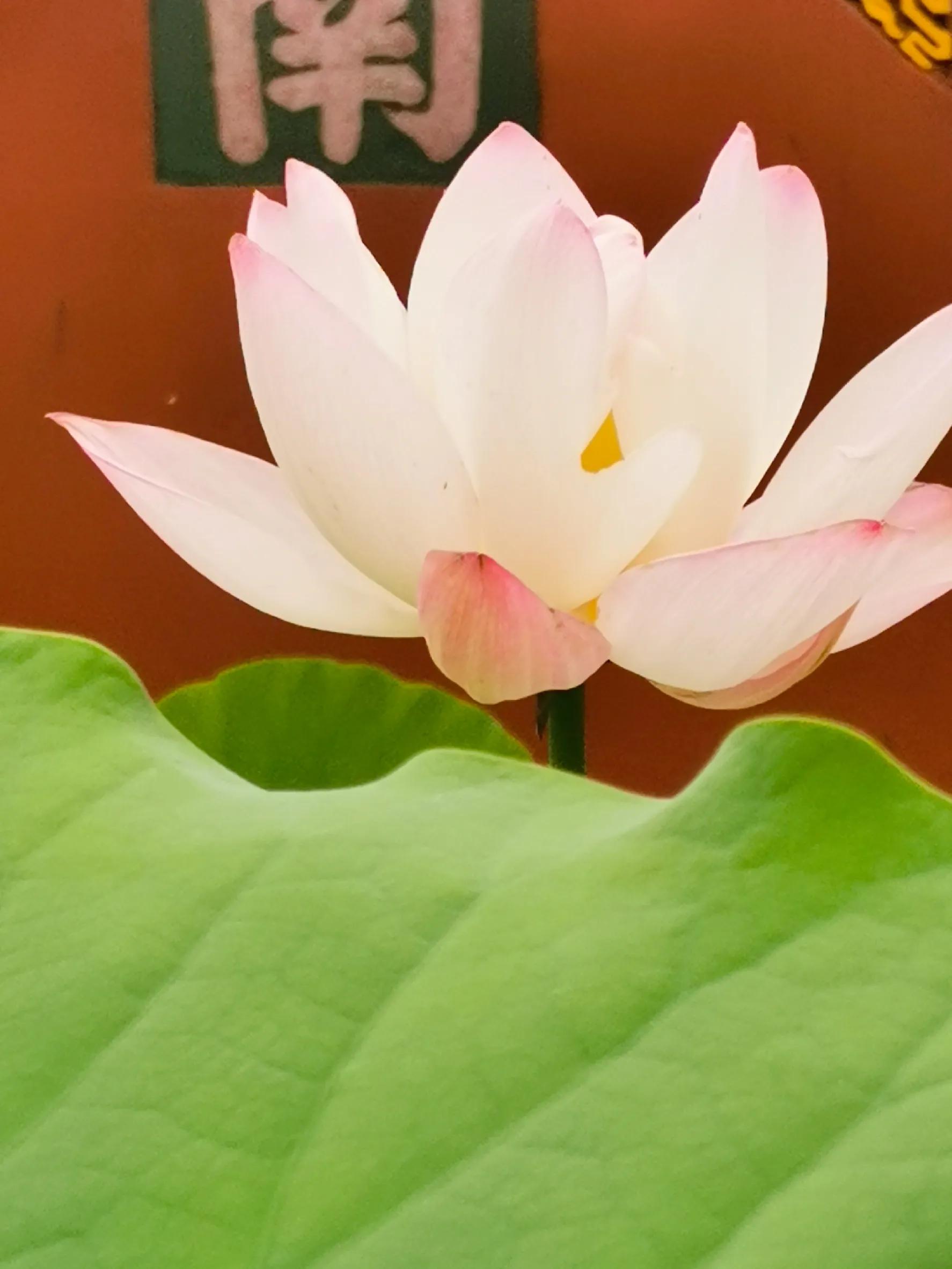 九月九重阳节烧香吗,九月九重阳节仙家