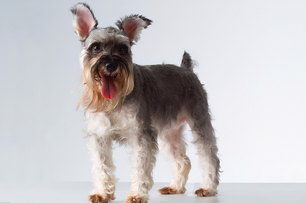 雪纳瑞咳嗽吃什么药,雪纳瑞能喝感冒药吗