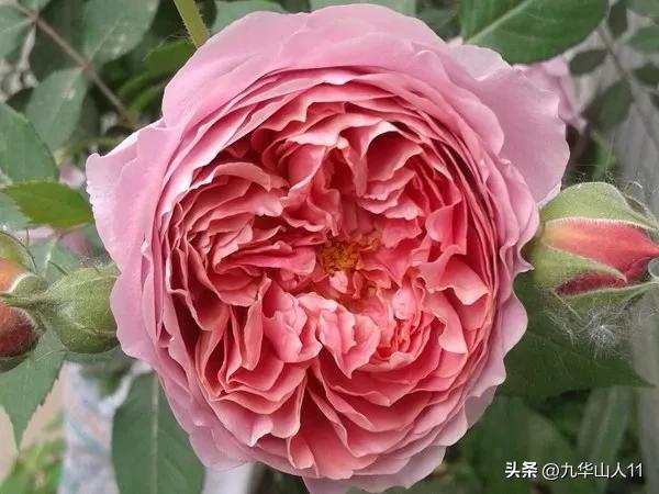 黄色系藤本月季哪个品种好,适合海南种的藤本月季品种