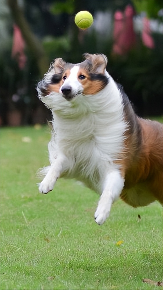 哪几种狗最温顺不爱咬人,性格最温顺不咬人的狗是怎么回事