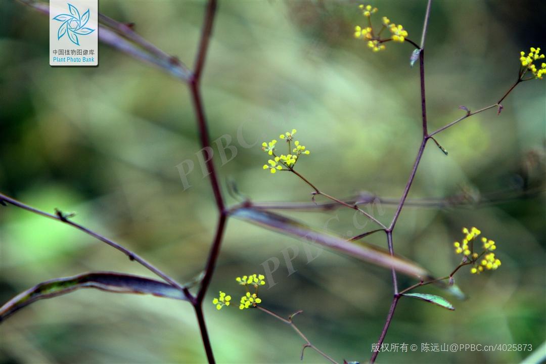 欣擎茹草踏春来·柴胡