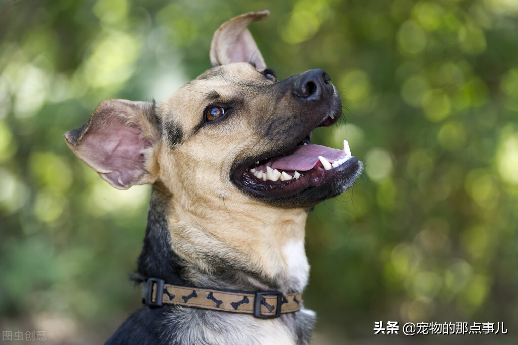 去一次宠物医院处理伤口多少钱,去宠物医院一次要多少钱