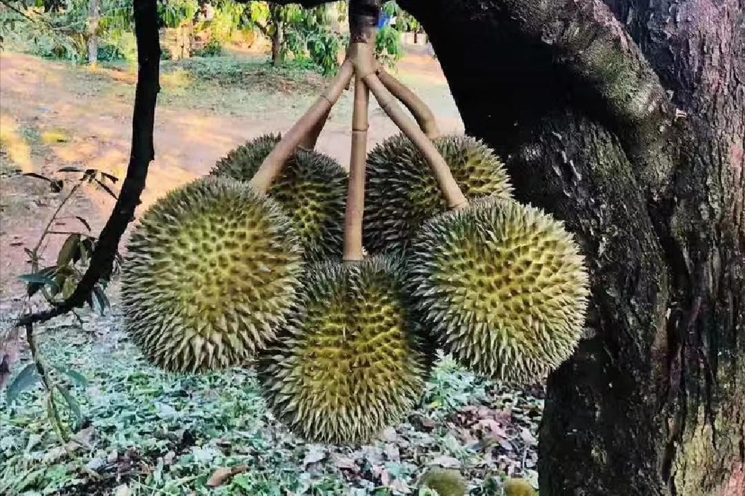 外国水果运到中国,澳洲水果出口中国