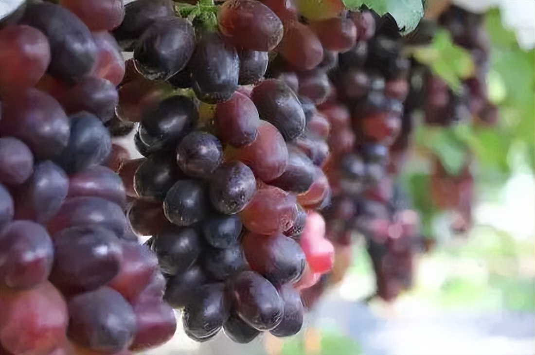 小车厘子树苗,秋天脆王葡萄苗