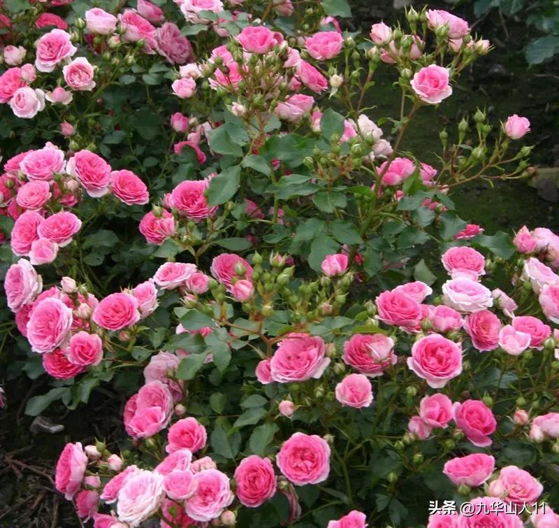 通过adr认证的月季品种,奥古斯塔路易斯月季是adr认证吗