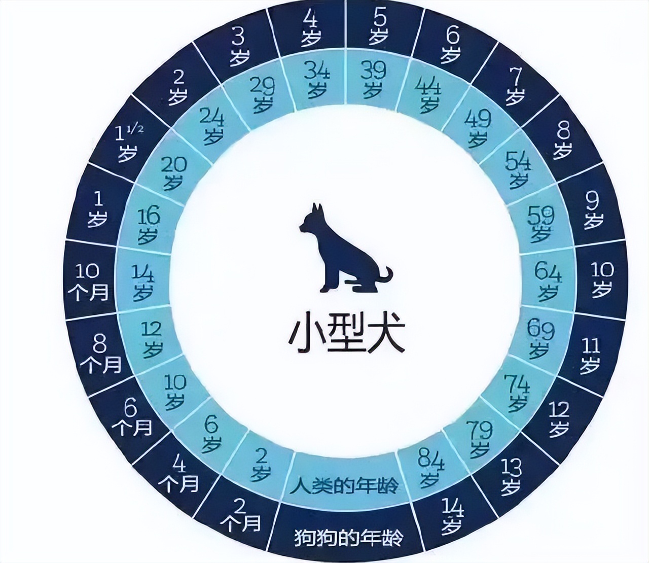 狗与人年龄换算表,拉布拉多狗狗年龄换算表