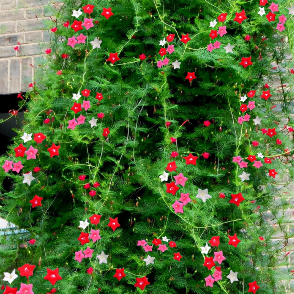 10种春天的花图片,适合春天种夏秋开的花