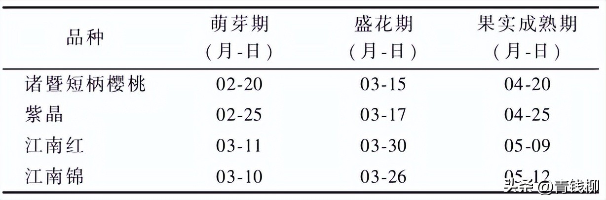 东阳樱桃大棚栽培技术,大棚种植的樱桃品种选择