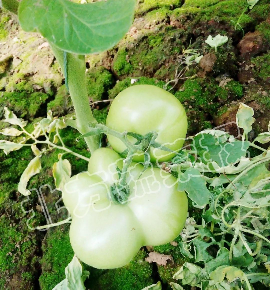 棚内超40℃！这点做不好，收入至少减一半！