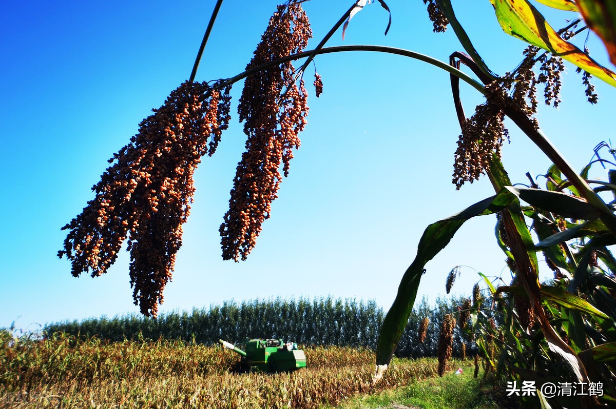 高粱怎么种植产量高,高粱是怎么活过来的