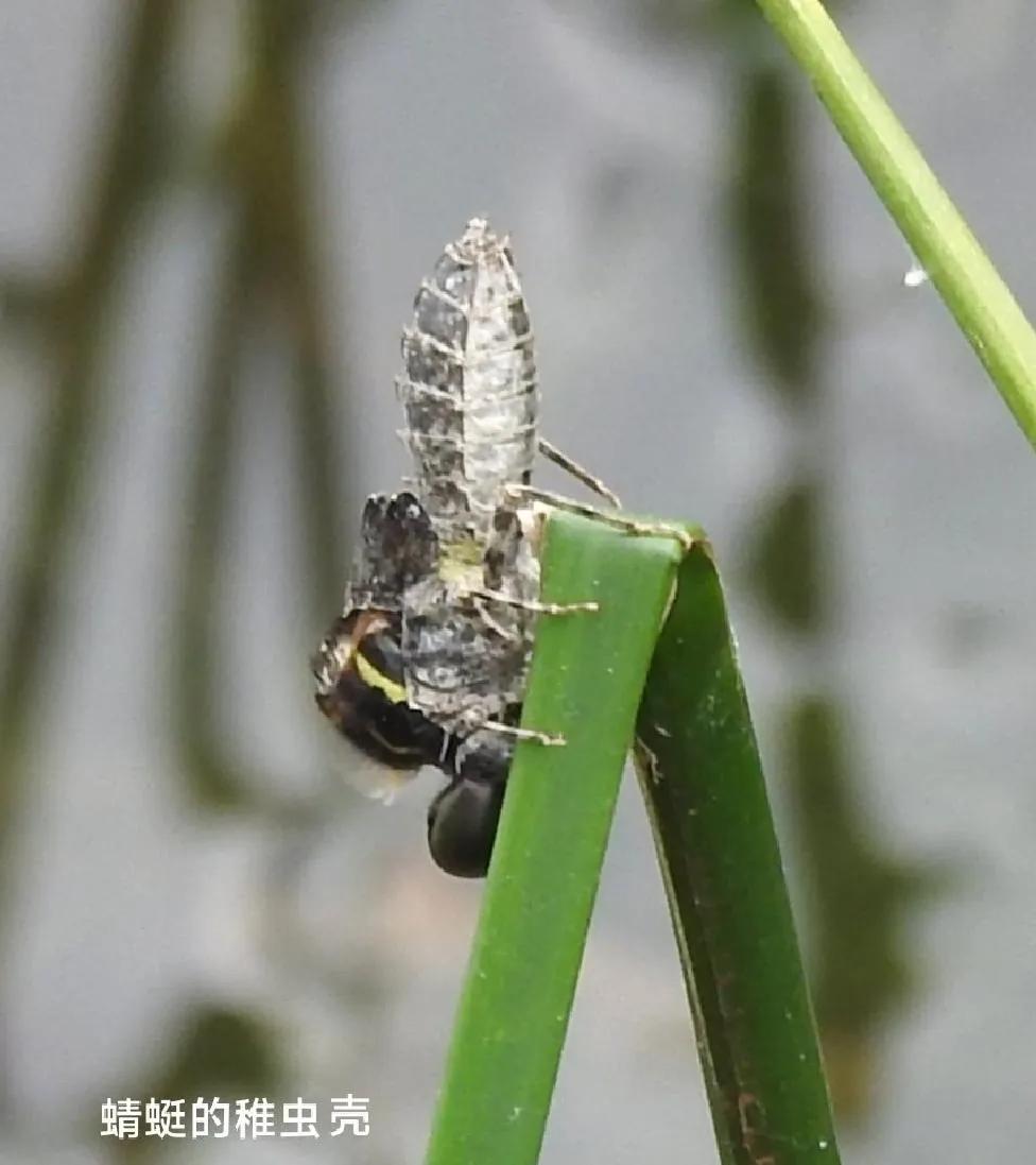 豆娘和蜻蜓是同一种动物吗,蜻蜓豆娘是珍稀动物吗