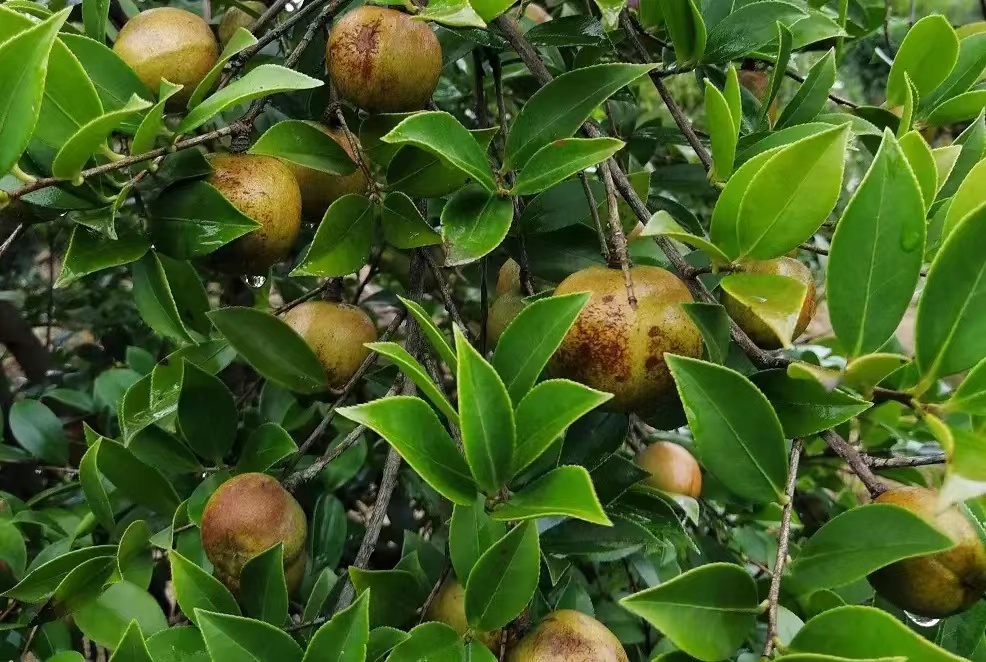 农村种植茶树的前景,种一亩茶树一年的收入多少钱