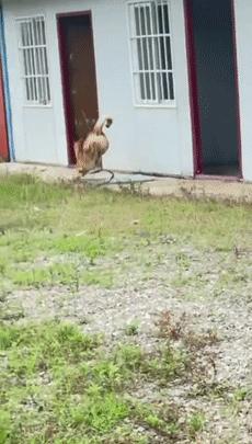 警犬巴顿有多凶猛,帅网红警犬巴顿训练视频