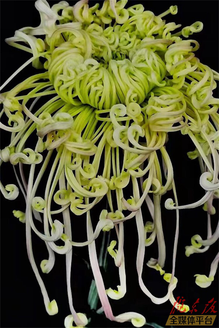 寒花已开尽菊蕊独盈枝的意思,寒花开已尽菊蕊独盈枝杜甫