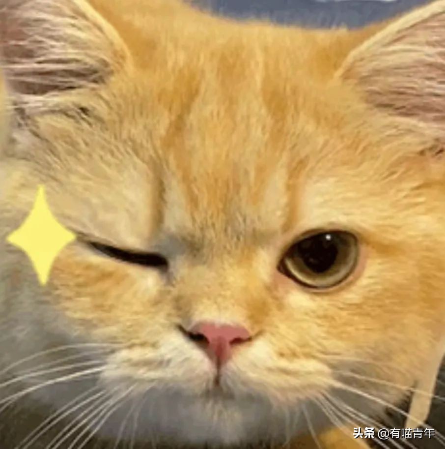 被央视曝光的猫粮,进口猫粮与国产猫粮能掺起来吃吗