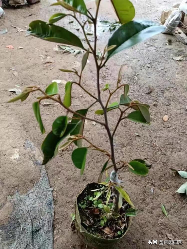 榴莲太贵自己种,网上买的榴莲怎么种