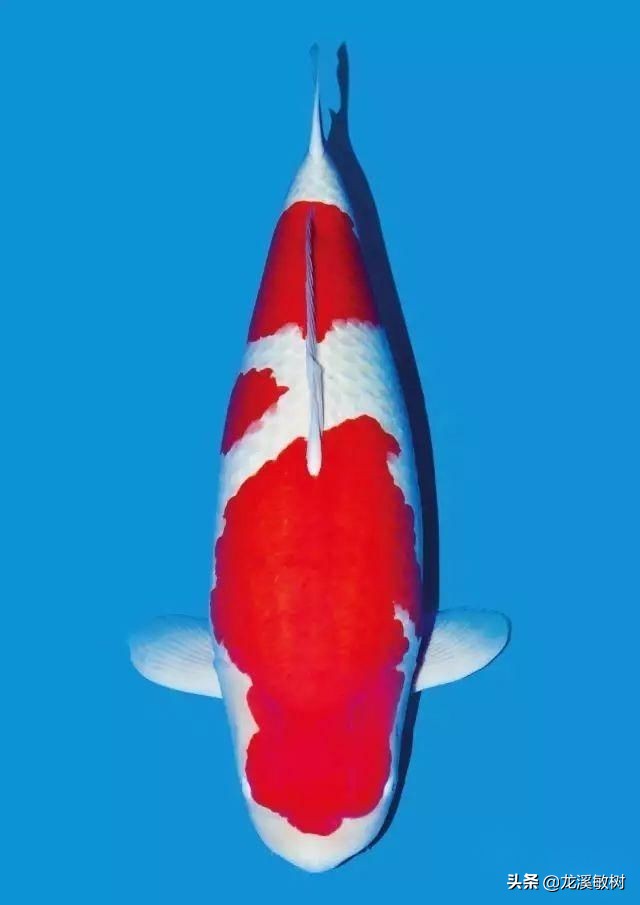 锦鲤分多少种什么样的锦鲤最好养,锦鲤要怎么选才能选到好的锦鲤