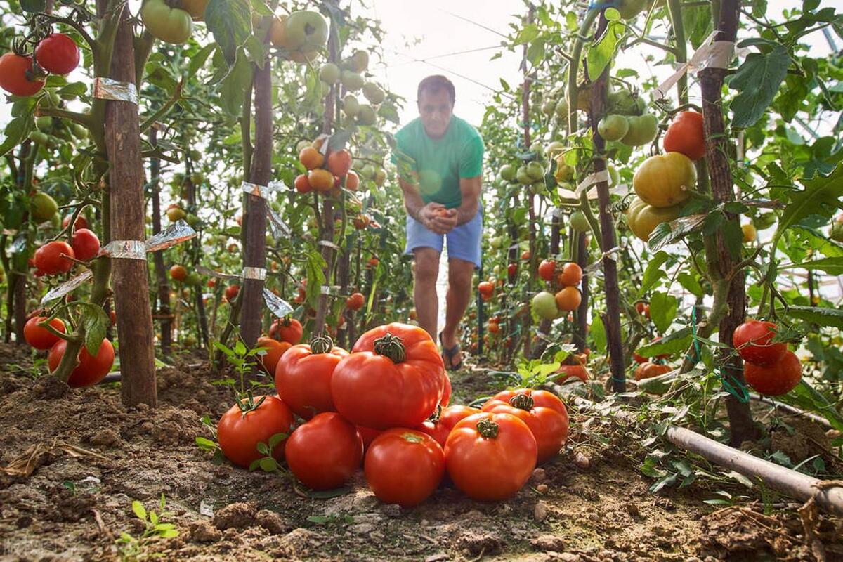 给番茄追肥，别光知道一个劲地用化肥，用这3种农家肥也是挺好的