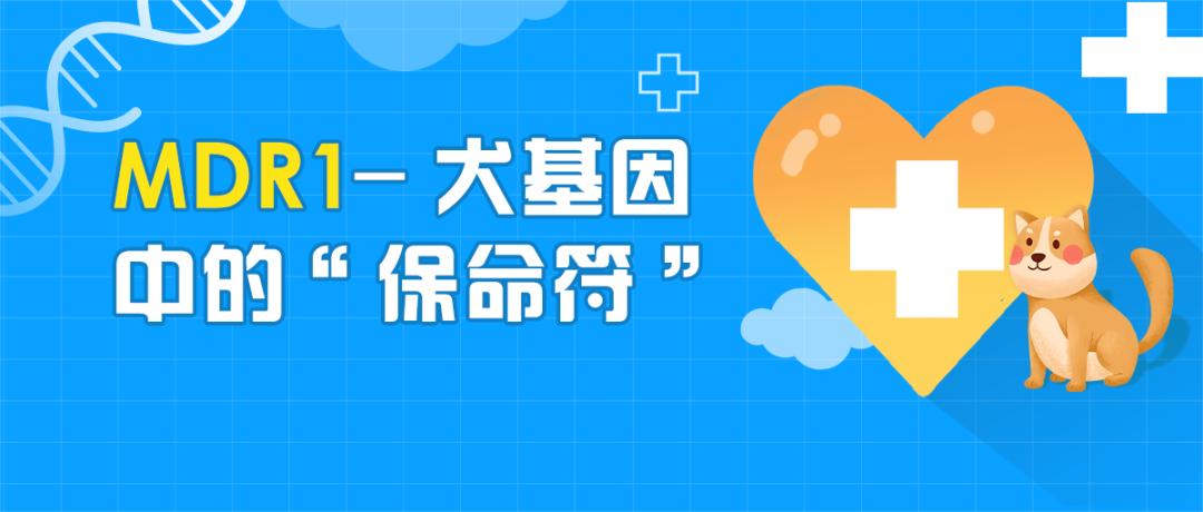 mdr1基因缺失什么意思,mdr1a怎么样