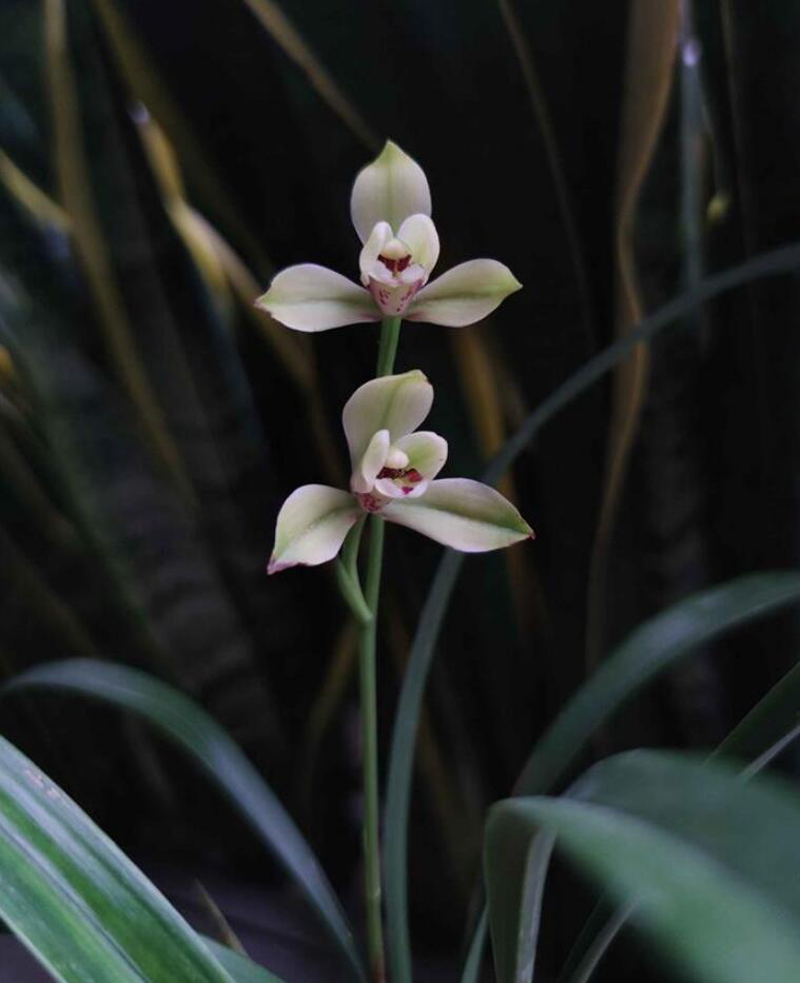 新手养兰花的方法和技术,怎么样养兰花才能养的好