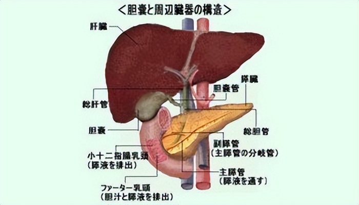 51岁男子腹痛皮肤黄，考虑胆管癌，妻子卖房治疗后，专家：误诊了