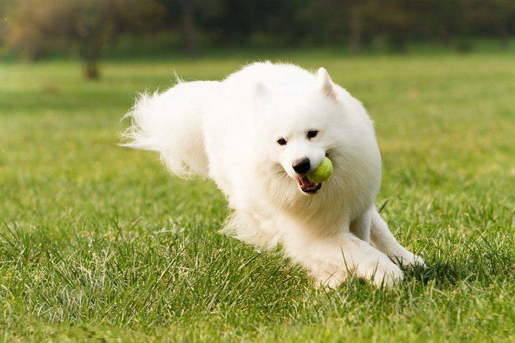 这些狗看上去高大威猛，实际上就是“胆小鬼”